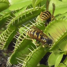 Day 25'li Venüs Fly Trap Sinek Kapan Bitkisi Tohumu + 10'lu Yıldız Çiçek Tohumu