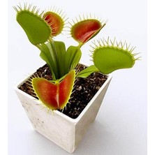Day 25'li Venüs Fly Trap Sinek Kapan Bitkisi Tohumu + 10'lu Lale Çiçek Tohumu