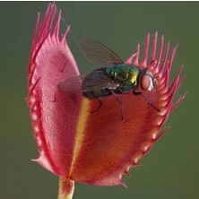 Day 10'lu Karışık Venüs Fly Trap Sinek Kapan Bitkisi Tohumu + 10'lu H. Gülü Tohumu