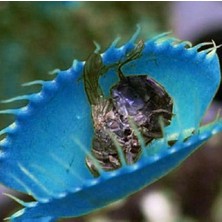 Day 25'li Karışık Venüs Fly Trap Sinek Kapan Bitkisi Tohumu + 10'lu H. Gülü Tohumu