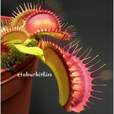 Day 100'lü Karışık Sinek Kapan Bitki Tohumu + 10'lu Kırmızı Lale Çiçek Tohumu