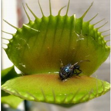 Day 10'lu Karışık Venüs Fly Trap Sinek Kapan Bitkisi Tohumu + 10'lu H. Gülü Tohumu