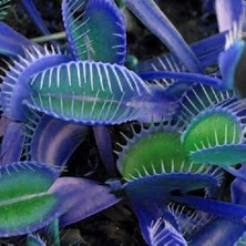 Day 100'lü Venüs Fly Trap Sinek Kapan Bitkisi Tohumu + 10'lu Orkide Çiçek Tohumu