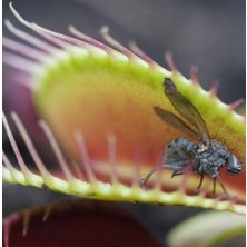 Day 100'lü Venüs Fly Trap Sinek Kapan Bitkisi Tohumu + 10'lu Lale Çiçek Tohumu
