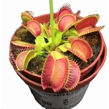 Day 100'lü Venüs Fly Trap Sinek Kapan Bitkisi Tohumu + 10'lu Lale Çiçek Tohumu