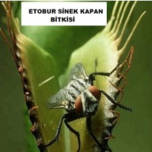 Day 100'lü Venüs Fly Trap Sinek Kapan Bitkisi Tohumu + 10'lu Lale Çiçek Tohumu