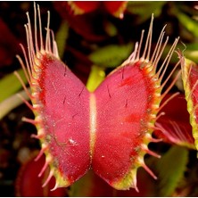 Day 100'lü Venüs Fly Trap Sinek Kapan Bitkisi Tohumu + 10'lu Zambak Çiçek Tohumu