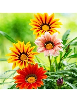 Day 25 Adet Karışık Renk Gazania Flower Çiçeği Tohumu + 10 Adet  K.renk Pampas Çiçek Tohumu
