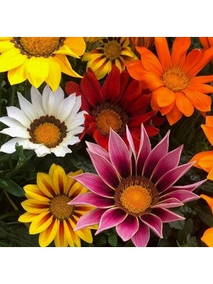Day 100 Adet Karışık Renk Gazania Flower Çiçeği Tohumu + 10 Adet  K.renk Pampas Çiçek Tohumu
