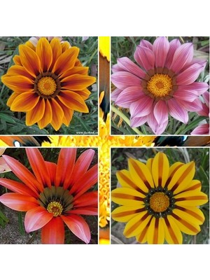 Day 10 Adet Karışık Renk Gazania Flower Çiçeği Tohumu + 10 Adet  K.renk Pampas Çiçek Tohumu