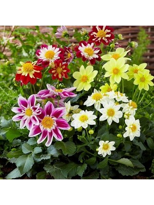 Day 100 Adet Karışık Renk Gazania Flower Çiçeği Tohumu + 10 Adet  K.renk Pampas Çiçek Tohumu