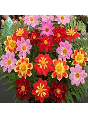 Day 100 Adet Karışık Renk Gazania Flower Çiçeği Tohumu + 10 Adet  K.renk Pampas Çiçek Tohumu