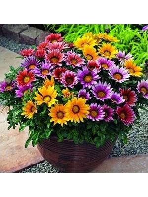 Day 10 Adet Karışık Renk Gazania Flower Çiçeği Tohumu + 10 Adet  K.renk Pampas Çiçek Tohumu