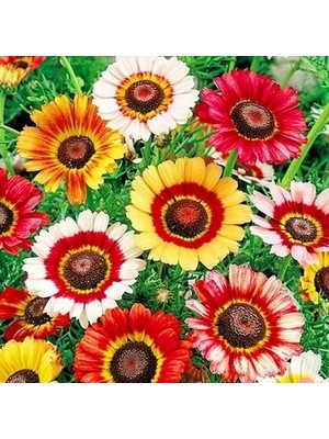Day 50 Adet Karışık Renk Gazania Flower Çiçeği Tohumu + 10 Adet  K.renk Pampas Çiçek Tohumu
