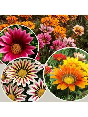 Day 10 Adet Karışık Renk Gazania Flower Çiçeği Tohumu + 10 Adet  K.renk Pampas Çiçek Tohumu