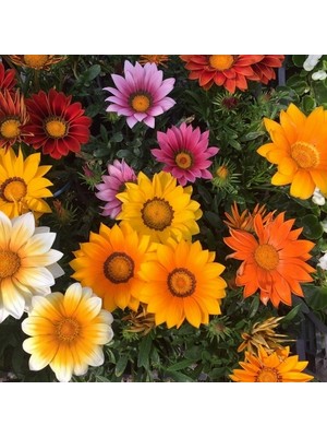 Day 100 Adet Karışık Renk Gazania Flower Çiçeği Tohumu + 10 Adet  K.renk Saz Püskülü Çiçek Tohumu