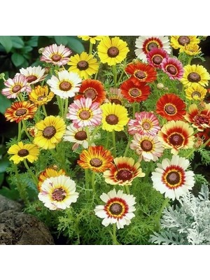 Day 100 Adet Karışık Renk Gazania Flower Çiçeği Tohumu + 10 Adet  K.renk Pampas Çiçek Tohumu