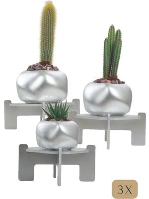Stein Kohle Ayaklı Saksı Ahşap Büyük Boy 3 Adet Gümüş Renk Uygulamalı Spiral Oval Model