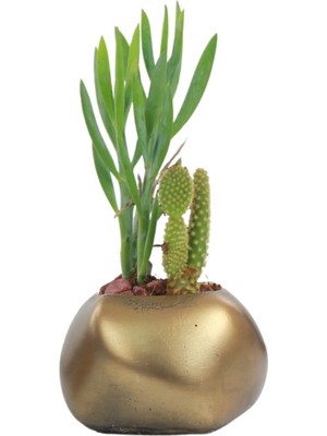 Stein Kohle Çiçek Saksısı Dekoratif Kaktüs Saksı 1 Adet Altın Renk Eskitme Uygulamalı Spiral Oval Model