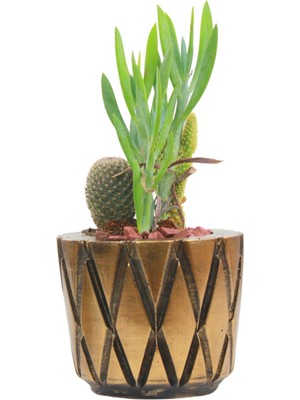 Stein Kohle Çiçek Saksısı Dekoratif Kaktüs Saksı 1 Adet Altın Renk Eskitme Uygulamalı Baklava Model