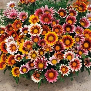 100 Adet Karışık Renk Gazania Flower Çiçeği Tohumu + 10 Adet  K.renk Küpe Çiçek Tohumu