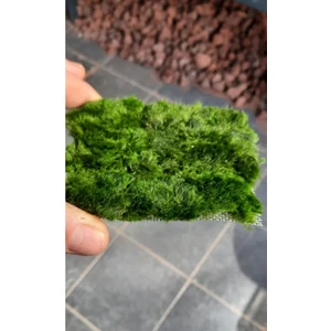 Marimo Scape Marimo Carpet