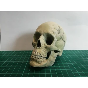 Insan Kafatası Figür 15 cm