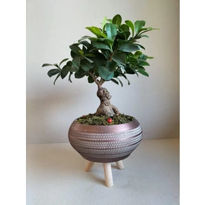 Karla Botanik Ficus Ginseng Bonsai Gold Ayaklı Saksıda