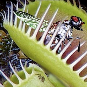 50'li Karışık Et Obur Bitki Tohumu (Sinek Kapan Bitkisi Tohumu)