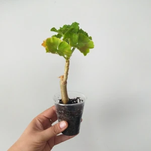 Doğa Garden 3 Adet 3 Ayrı Renk Sardunya Fidesi