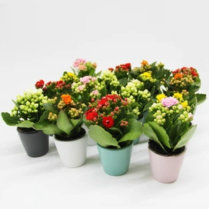 Doğa Garden 6 Adet Karışık Kalanchoe Kalanşo Fidesi