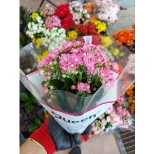 Doğa Garden 20 Adet Kalanchoe Kalanşo Fidesi Karışık Renkli