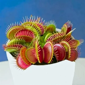 10'lu Karışık Sinek Kapan Etobur Bitki Tohumu + 10'lu Hollanda Gülü Tohumu