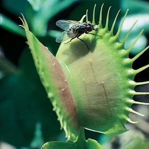 100'lü Venüs Fly Trap Sinek Kapan Bitkisi Tohumu + 10'lu Lale Çiçek Tohumu