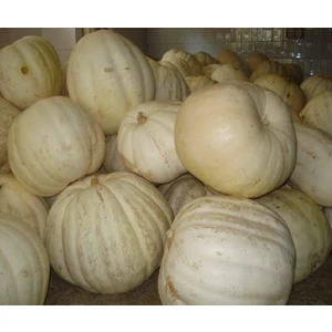 Çermik Fidancılık Kış Kabağı Tohumu 10 gr
