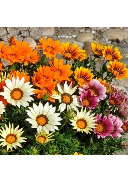 100 Adet Karışık Renk Gazania Flower Çiçek Tohumu + 10 Adet Hediye K.renk Succulent Cactus Tohumu