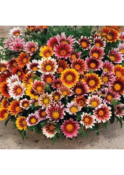 25 Adet Karışık Renk Gazanya Çiçeği Tohumu + 10 Adet K.renk Gerbera Çiçek Tohumu
