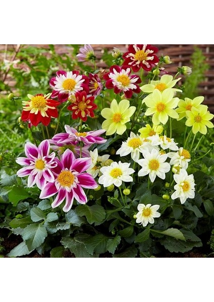 25 Adet Karışık Renk Gazania Flower Çiçeği Tohumu + 10 Adet K.renk Saz Püskülü Çiçek Tohumu