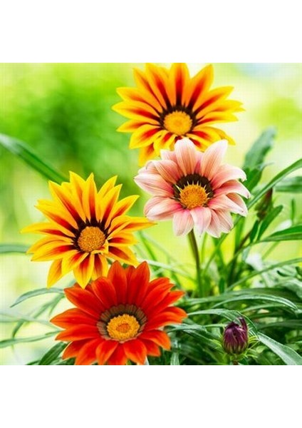 50 Adet Karışık Renk Gazania Flower Çiçeği Tohumu + 10 Adet K.renk Dahlia Çiçek Tohumu