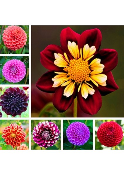 50 Adet Karışık Renk Gazania Flower Çiçeği Tohumu + 10 Adet K.renk Dahlia Çiçek Tohumu