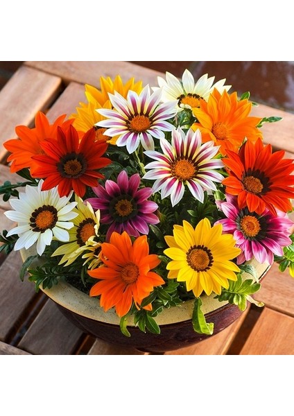 10 Adet Karışık Renk Gazania Flower Çiçek Tohumu + 10 Adet K.renk Cennet Kuşu Çiçek Tohumu