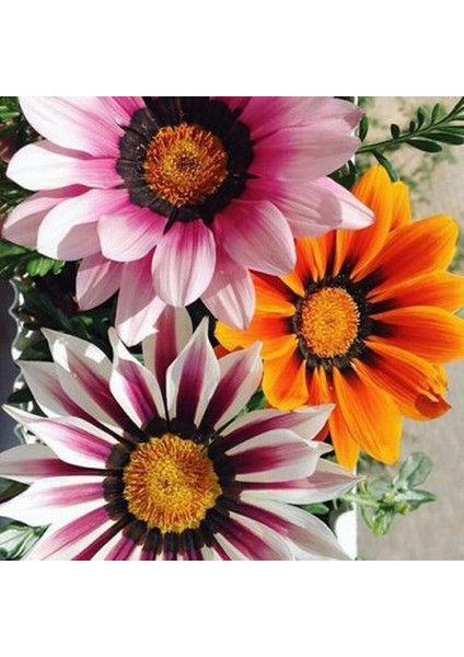 25 Adet Karışık Renk Gazania Çiçek Tohumu + 10 Adet K.renk Kalp Orkide Çiçeği Tohumu