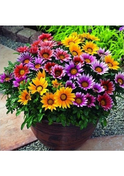 100 Adet Karışık Renk Gazania Flower Çiçeği Tohumu + 10 Adet K.renk Çuha Çiçek Tohumu