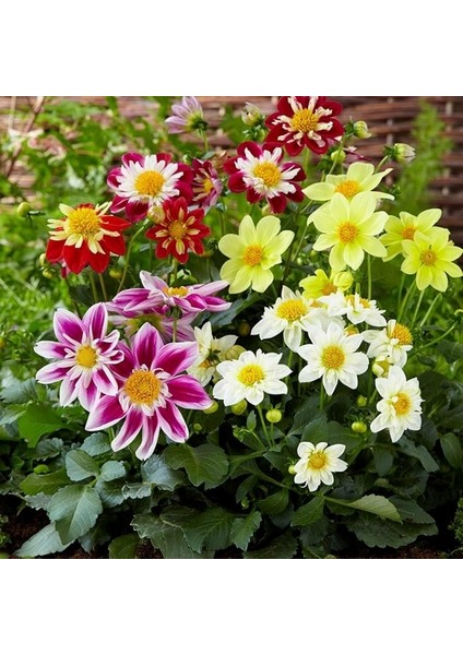 10 Adet Karışık Renk Gazania Flower Çiçeği Tohumu + 10 Adet K.renk Zambak Çiçek Tohumu