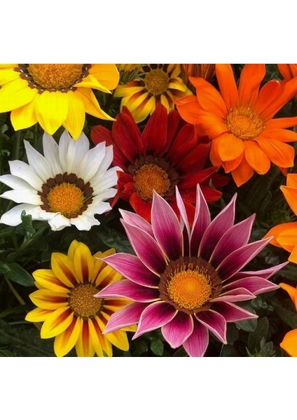 10 Adet Karışık Renk Gazania Flower Çiçek Tohumu + 10 Adet K.renk Cennet Kuşu Çiçek Tohumu