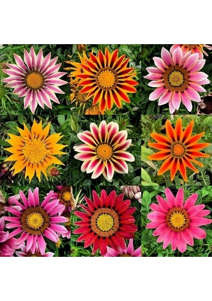 10 Adet Karışık Renk Gazania Flower Çiçeği Tohumu + 10 Adet K.renk Aster Çiçek Tohumu