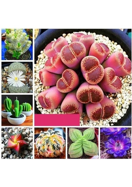 10 Adet Karışık Renk Gazanya Çiçek Tohumu + 10 Adet Hediye K.renk Succulent Cactus Tohumu