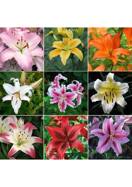 50 Adet Karışık Renk Gazania Flower Çiçeği Tohumu + 10 Adet Hediye K.renk Lily Çiçek Tohumu