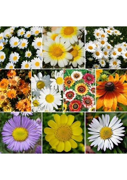 100 Adet Karışık Renk Gazania Flower Çiçeği Tohumu + 10 Adet K.renk Aster Çiçek Tohumu