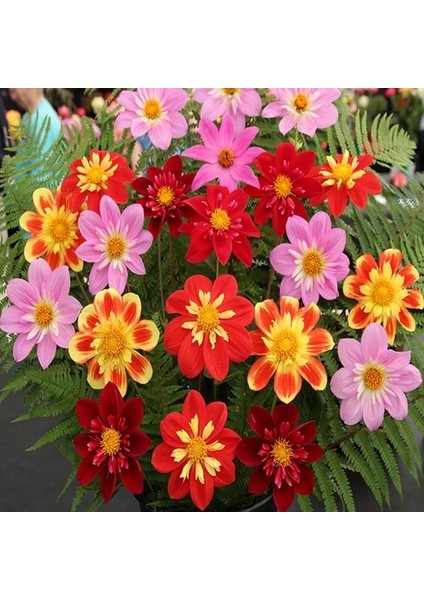 100 Adet Karışık Renk Gazania Flower Çiçek Tohumu + 10 Adet K.renk Cennet Kuşu Çiçek Tohumu